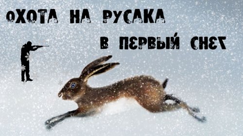 Охота на зайца-русака в первый снег