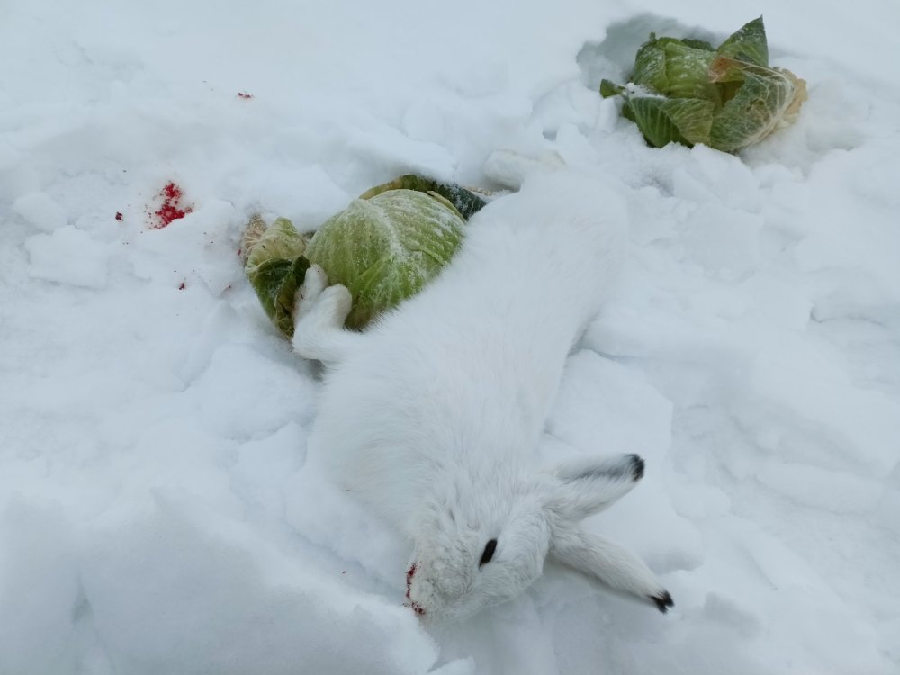 Очередной капустный шалунишка добыт