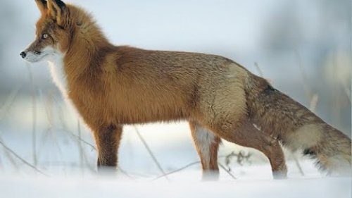 Охота на лисицу с мелкашкой. Регулирование хищника / Fox hunting with 22LR. Predator regulation