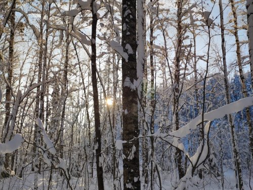 тихо в зимнем лесу