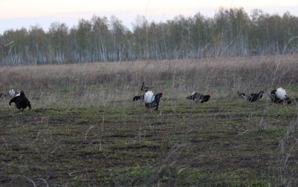 В ожидании.... новой весны,