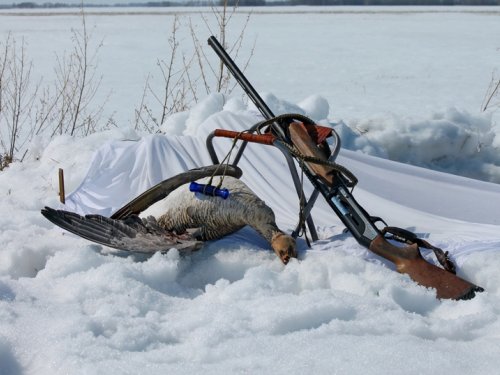 Весной в Алтайском крае начинается сезон охоты на водоплавающую дичь