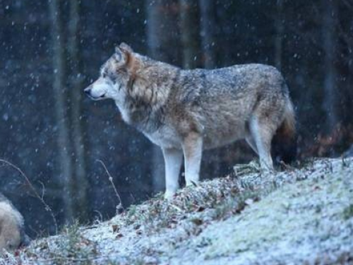 Идет охота: в Новосибирской области будут отстреливать волков и медведей