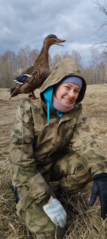 Где же вы, селезни!?