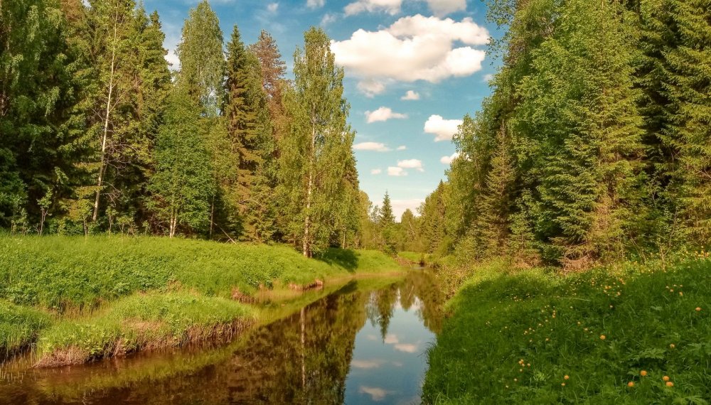 лесная речка