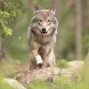 Почти в 7 раз увеличилась численность волков в Томской области за десять лет