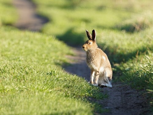 Сурвый сибирский заяц.