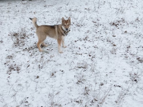 Мой новый напарник