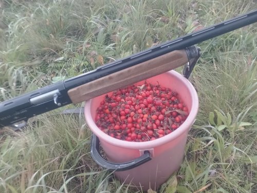 Шиповник на чаёк)