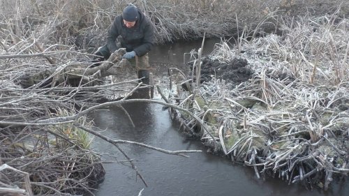 Ставлю и проверяю капканы на бобра.Поймал крупного.