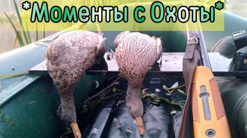 Охота | Рыбалка | Грибы | На чём ездят в деревне