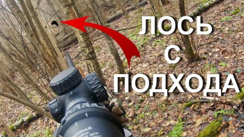 Охота НА ЛОСЯ с лайками...