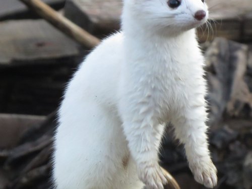 Старший.