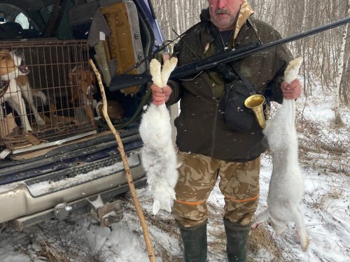 Охота с эстонскими гончими