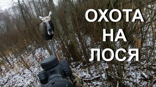 Охота НА ЛОСЯ, подход под работающих собак