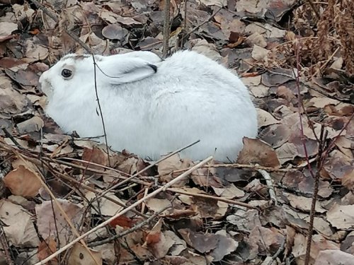 Зайка отдыхает после трудного дня и встречи с Русской гончей