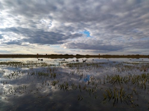 вечерка, на чучелах