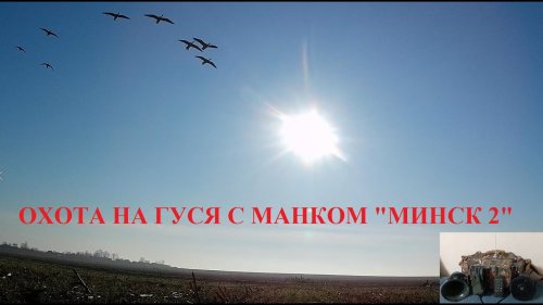 Куропатки, ОХОТА НА ГУСЯ c манком Минск 2