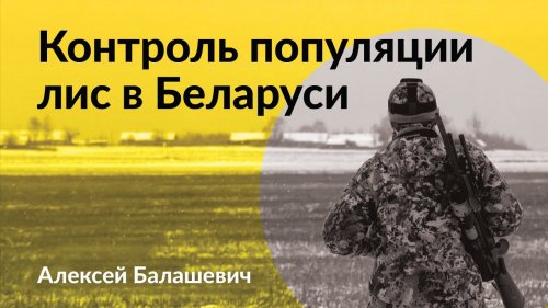 Контроль популяции лис в Беларуси