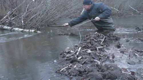 Проверка капкана на бобра. Поставил в начале сезона, снял зимой.