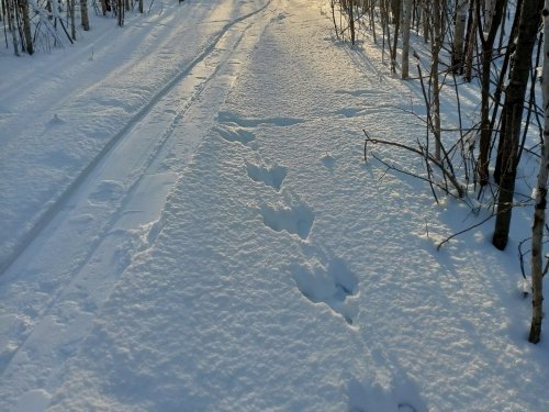 Плутишка спалился
