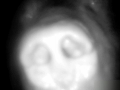 Медведь уничтожает фотоловушки