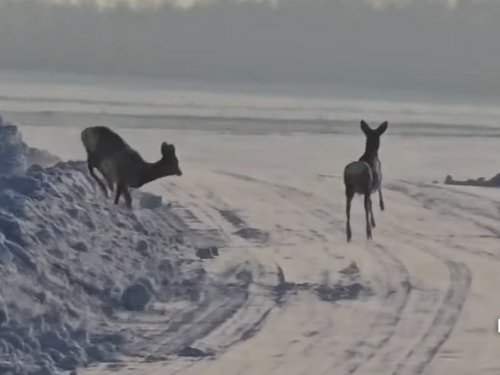 Косуля в Амурской обл.