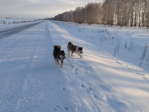 На прогулку и жирок растрясти...