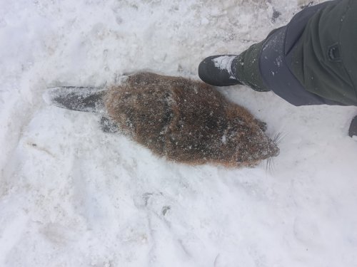 Охота на бобра!
