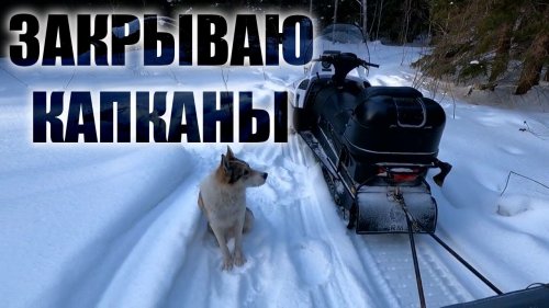 Охоту на соболя капканами объявляю закрытой учет зверья в лесу
