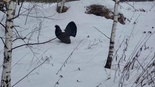 Рождественское чудо! Глухарь за забором.