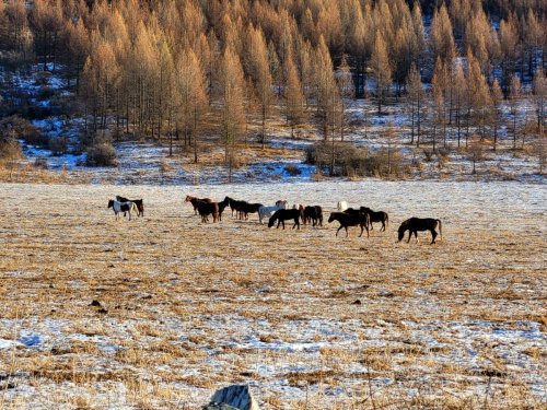 Мустанги немного мешают охоте