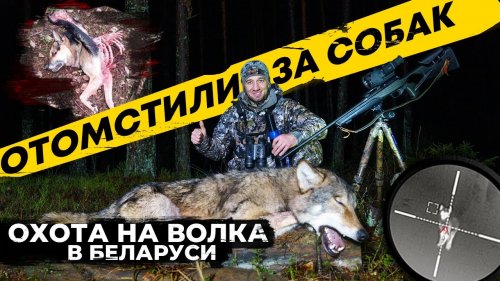 Волки приходят в дома и съедают собак! Охота на волка на вабу