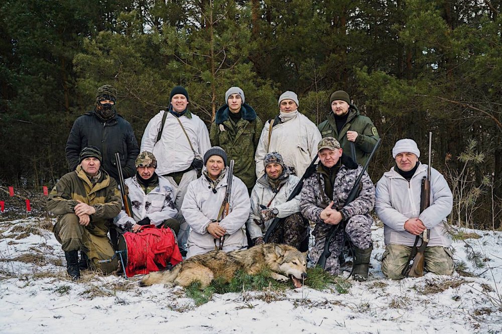 Загонная охота на волка