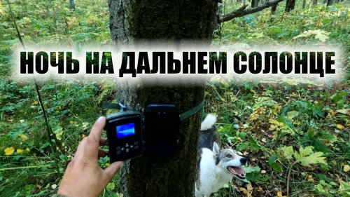 Кто приходит на дальний солонец