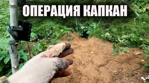 Охота на барсука капканами с видеофиксацией фотоловушка на норе