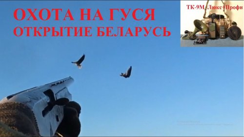 Охота на гуся, Гуменник уже здесь, Беларусь
