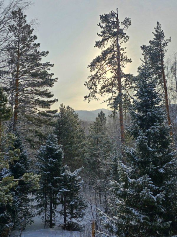 Алтайская тайга