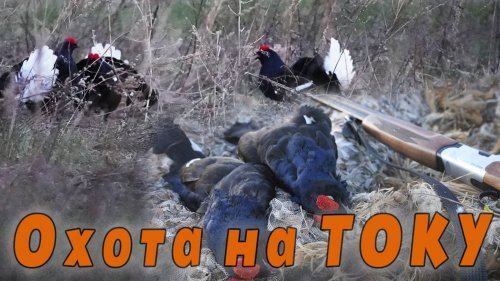 Охота на току
