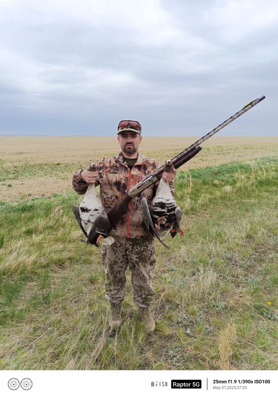 Белолобые гуси.