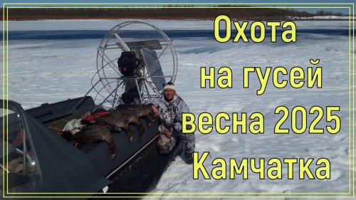 Охота на гусей, весна 2025! СВП "Бриз". Камчатка. Пенжина. Hovercraft goosehunting.