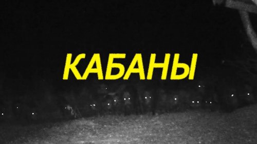 Дикие кабаны: природа, сила и секреты ночной охоты