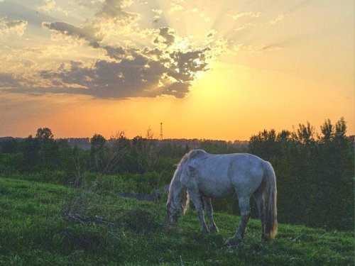 Лошадиная жизнь