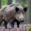 На Алтае начинается выдача разрешений на добычу некоторых видов диких животных