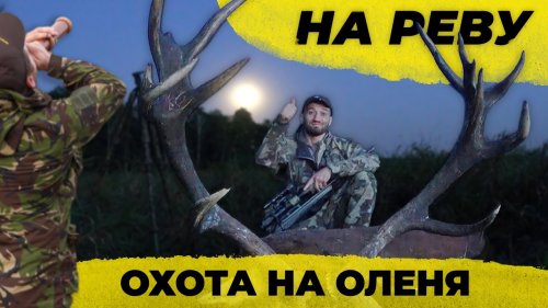 Охота на благородного оленя на реву. С подхода.