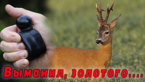 Охота на косулю в гон с манком, выманил супер трофей