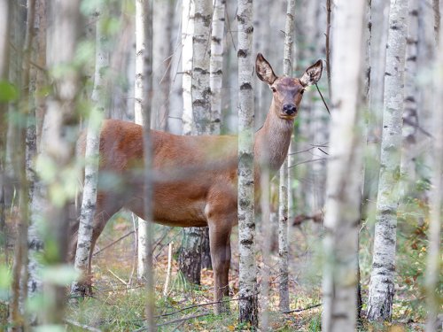 Дыхание дикой природы: охотничьи угодья ООО «ДЕВАНА» и АНО «Мастер»