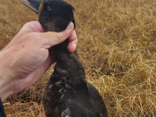 31 октября. Летают.