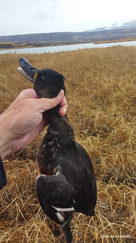 31 октября. Летают.