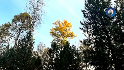 ОХОТА НА ГЛУХАРЯ С ПОДХОДА. ДЕДУШКА ЗИМСОН В ДЕЛЕ